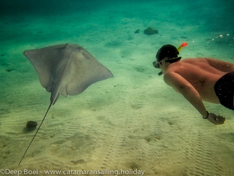 Swimming with Stingray in the Tobago cays