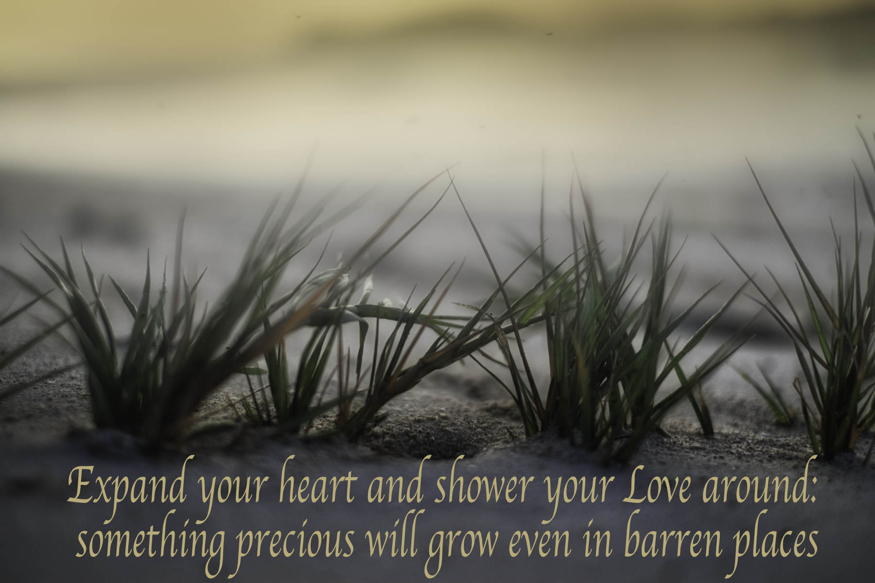 Expand your heart and shower your Love around: something precious will grow even in barren places