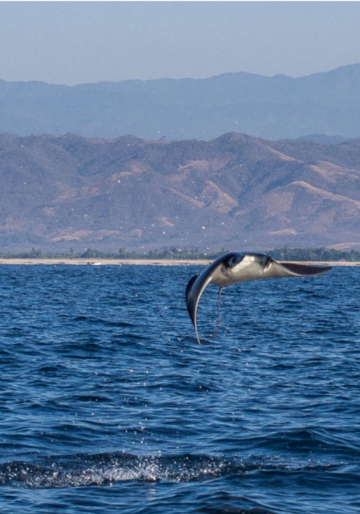 Opeens springt er achter ons een manta ray uit het water met een klap duikt hij weer onder. Met een spanwijdte van 5 meter gaf me dat een enorme klap