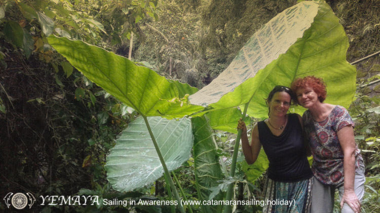 How big are those leaves??? Sailing around in the tropics we are blessed to see some amazing things. Here Mallika and Maja feeling like gnomes...
