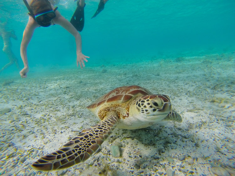 This could be the turtle which helped Jack Sparrow to escape the island. This picture is made 1/4 of a mile to the north of Captain Sparrows island.